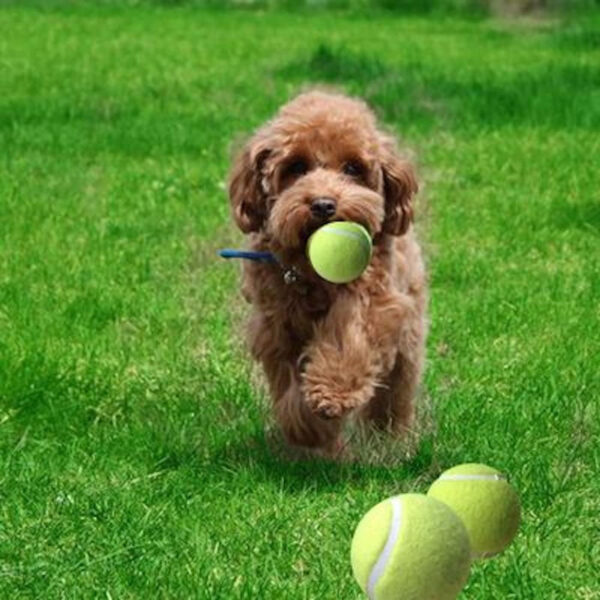 VIV Advanced Tennis Balls Bulk, 30/50/100 + Practice Pressure Ball Bouncing 53in High Durable Official Size 2.5 in Pet Dog Balls Tougher Tennis Ball for Dogs, Tennis Ball Training Machine, Walkers