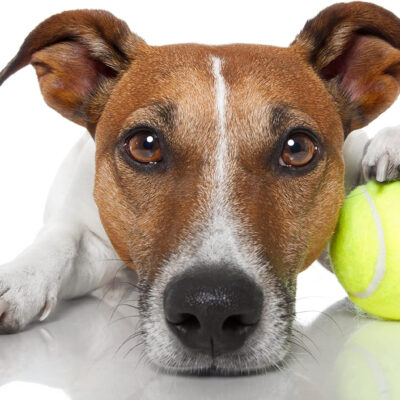 VIV Advanced Tennis Balls Bulk, 30/50/100 + Practice Pressure Ball Bouncing 53in High Durable Official Size 2.5 in Pet Dog Balls Tougher Tennis Ball for Dogs, Tennis Ball Training Machine, Walkers