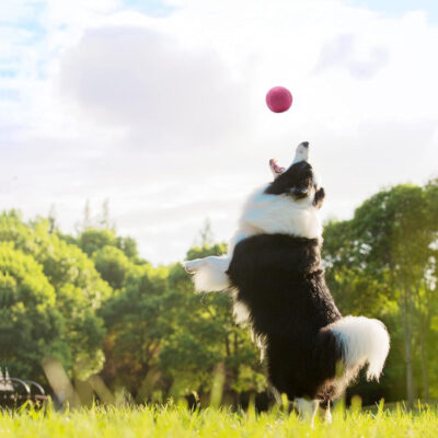 689c018af2c27d4420ebe62b1b6cd4f7a500a1f277d442c60a467.jpg Magicorange Tennis Balls, 60 Pack Advanced Training Tennis Balls Practice Ball, Pet Dog Playing Balls,Good for Beginner Training Ball